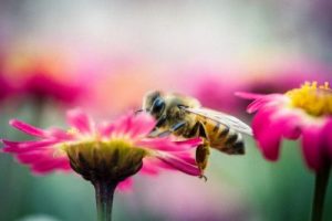 Insektenschutz von unterschiedlichen Herstellern